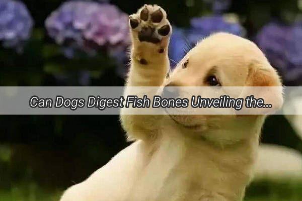 Can Dogs Digest Fish Bones Unveiling the Truth Behind Your Poochs Diet